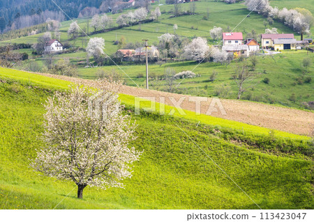 Spring landscape with blossom trees on a green meadows. 113423047