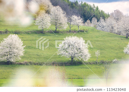 Spring landscape with blossom trees on a green meadows. 113423048