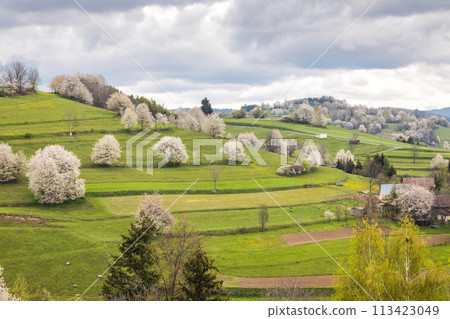 Spring landscape with blossom trees on a green meadows. 113423049