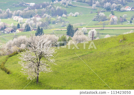 Spring landscape with blossom trees on a green meadows. 113423050