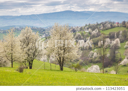 Spring landscape with blossom trees on a green meadows. 113423051