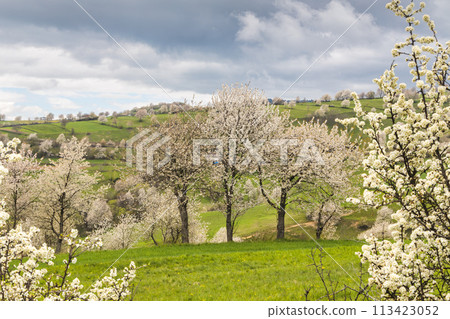 Spring landscape with blossom trees on a green meadows. 113423052
