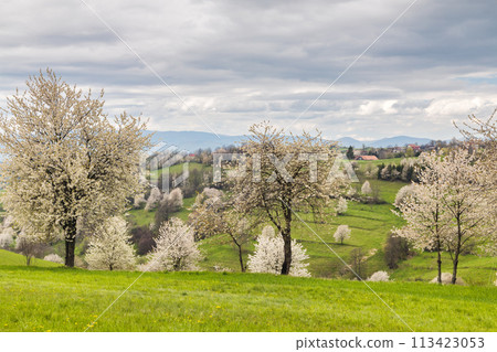 Spring landscape with blossom trees on a green meadows. 113423053