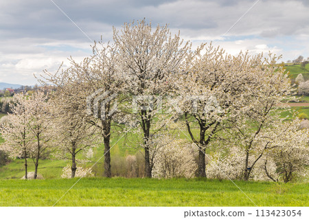 Spring landscape with blossom trees on a green meadows. 113423054