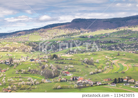 Spring landscape with blossom trees on a green meadows. 113423055