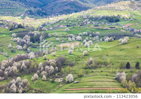 Spring landscape with blossom trees on a green meadows. 113423056