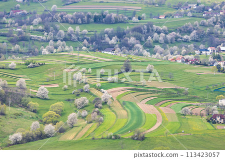 Spring landscape with blossom trees on a green meadows. 113423057