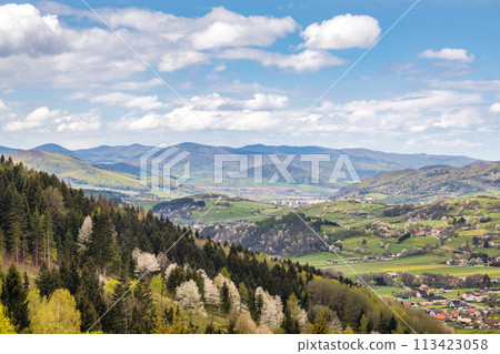 Spring landscape with blossom trees on a green meadows. 113423058
