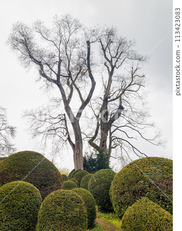Trees in the park of Esterhazy Castle in Eisenstadt, Austria. 113423083