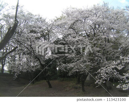 Cherry blossom forest. 113423100