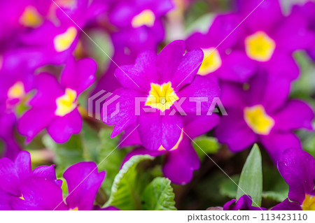 Purple flowers of Primula vulgaris, group of primrose flower. Purple flowers of Primula vulgaris, group of primrose flower. 113423110