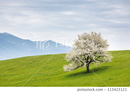 Beautiful spring landscape with blossom tree and mountains. Beautiful spring landscape with blossom tree and mountains. 113423121