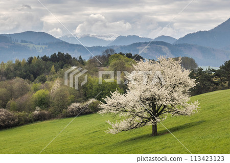 Beautiful spring landscape with blossom tree and mountains. 113423123