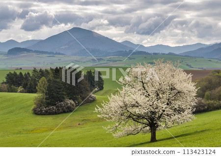 Beautiful spring landscape with blossom tree and mountains. 113423124