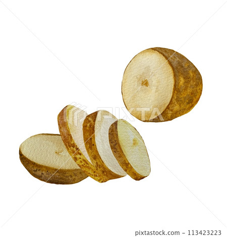 Potato lying slice composition a watercolor sketch 113423223