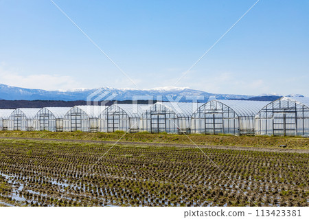Glasshouse/Vinyl greenhouse 113423381
