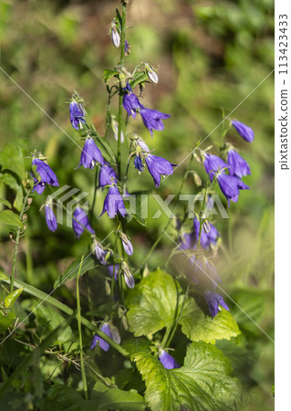 A member of the bellflower family, the toshajin produces bell-shaped purple flowers. A member of the bellflower family, the toshajin produces bell-shaped purple flowers. 113423433