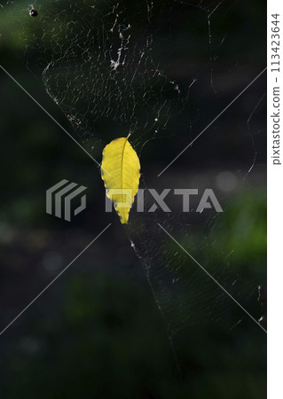 一片落下的黃葉被蜘蛛網纏住 一片落下的黃葉被蜘蛛網纏住 113423644