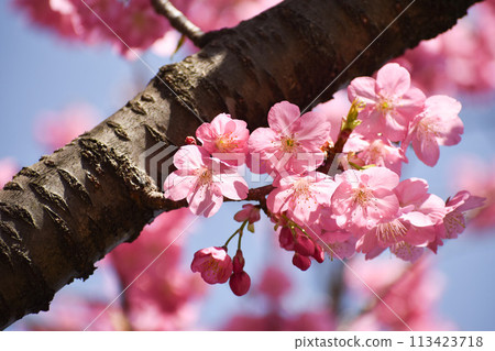 The pink Yokohama cherry blossoms stand out against the blue sky of early spring 113423718