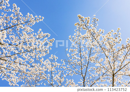  Cherry blossoms and blue sky 113423752