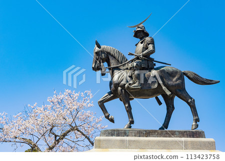 Cherry blossoms at the ruins of Aoba Castle and the statue of Date Masamune on horseback 113423758