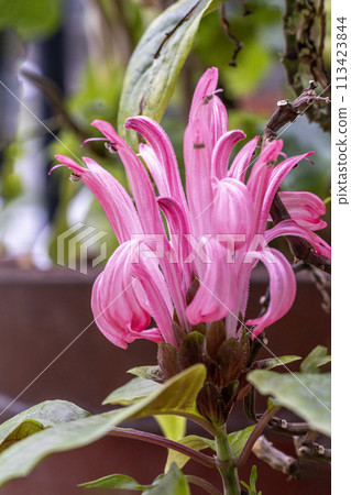 Coral banana with soft, raised pink flowers 113423844