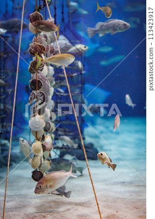 Ear hanging of farmed scallops Ear hanging of farmed scallops 113423917