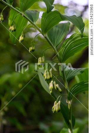 Polygonatum multiflorum, the Solomon's seal, David's harp, ladder-to-heaven or Eurasian Solomon's seal, is a species of flowering plant in the family Asparagaceae 113423968