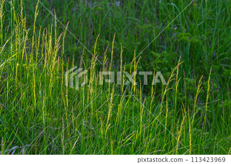 Lolium perenne or perennial ryegrass Lolium perenne or perennial ryegrass 113423969