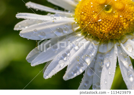 Garden daisies Leucanthemum vulgare close up. Flowering of daisies. Oxeye daisy, Daisies, Dox-eye, Common daisy, Moon daisy. Macro Chamomile or camomile flower with drops of water on the white petals Garden daisies Leucanthemum vulgare close up. Flowering of daisies. Oxeye daisy, Daisies, Dox-eye, Common daisy, Moon daisy. Macro Chamomile or camomile flower with drops of water on the white petals 113423979