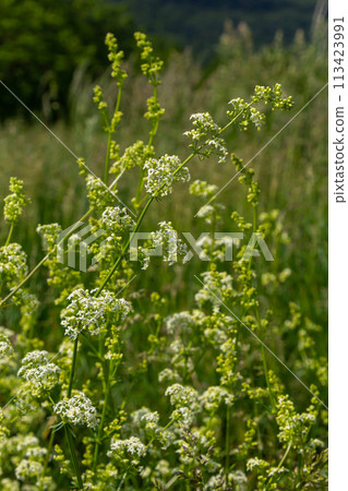 Beautiful blooming white bedstraw in June, galium album Beautiful blooming white bedstraw in June, galium album 113423991