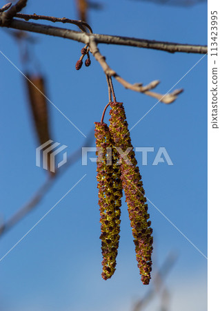 Small branch of black alder Alnus glutinosa with male catkins and female red flowers. Blooming alder in spring beautiful natural background with clear earrings and blurred background 113423995