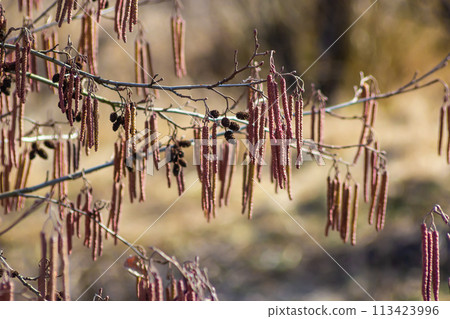 Small branch of black alder Alnus glutinosa with male catkins and female red flowers. Blooming alder in spring beautiful natural background with clear earrings and blurred background 113423996