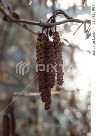 Small branch of black alder Alnus glutinosa with male catkins and female red flowers. Blooming alder in spring beautiful natural background with clear earrings and blurred background 113423997