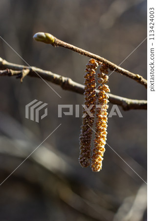 Small branch of black alder Alnus glutinosa with male catkins and female red flowers. Blooming alder in spring beautiful natural background with clear earrings and blurred background 113424003
