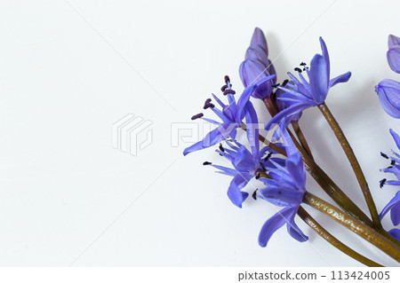 Beautiful blue flowers snowdrops Scilla bifolia alpine squill, two-leaf squill on a white background with space for text. Spring decoration Beautiful blue flowers snowdrops Scilla bifolia alpine squill, two-leaf squill on a white background with space for text. Spring decoration 113424005