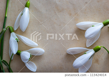 Spring flowers are snowdrops and paper for text background. Copy space, top view. Holiday card. Holiday background Spring flowers are snowdrops and paper for text background. Copy space, top view. Holiday card. Holiday background 113424014