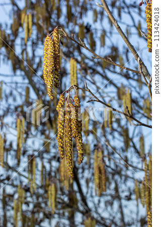Small branch of black alder Alnus glutinosa with male catkins and female red flowers. Blooming alder in spring beautiful natural background with clear earrings and blurred background 113424018