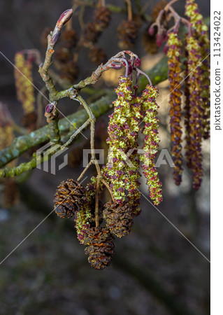 Small branch of black alder Alnus glutinosa with male catkins and female red flowers. Blooming alder in spring beautiful natural background with clear earrings and blurred background 113424022