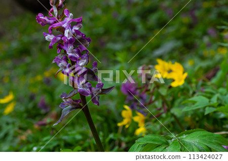 Corydalis. Corydalis solida. Violet flower forest blooming in spring. The first spring flower, purple. Wild corydalis in nature Corydalis. Corydalis solida. Violet flower forest blooming in spring. The first spring flower, purple. Wild corydalis in nature 113424027