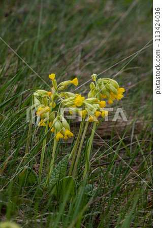 Yellow Primula veris cowslip, common cowslip, cowslip primrose on soft green background.Selective focus 113424036