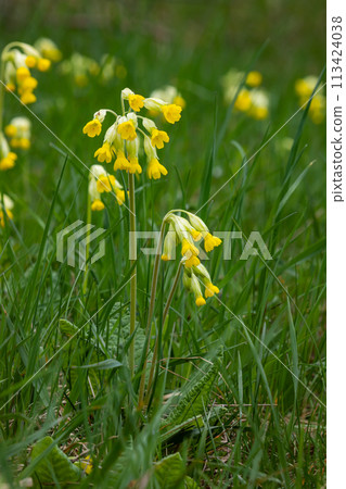 Yellow Primula veris cowslip, common cowslip, cowslip primrose on soft green background.Selective focus Yellow Primula veris cowslip, common cowslip, cowslip primrose on soft green background.Selective focus 113424038