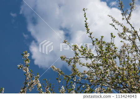 Selective focus of beautiful branches of cherry blossoms on the tree under blue sky, Beautiful Sakura flowers during spring season in the park, Floral pattern texture, Nature background 113424043