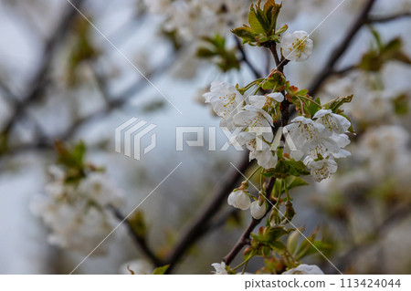 Selective focus of beautiful branches of cherry blossoms on the tree under blue sky, Beautiful Sakura flowers during spring season in the park, Floral pattern texture, Nature background 113424044