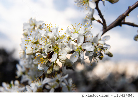 Prunus spinosa, Sloe white flowers in spring. Wild plant from the Rosaceae family witch produces edible berries in late autumn Prunus spinosa, Sloe white flowers in spring. Wild plant from the Rosaceae family witch produces edible berries in late autumn 113424045
