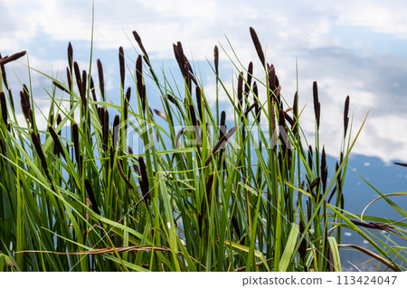 Carex acuta - found growing on the margins of rivers and lakes in the Palaearctic terrestrial ecoregions in beds of wet, alkaline or slightly acid depressions with mineral soil 113424047
