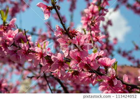 Peach tree, blurred background. Blooming tree in spring with pink flowers. The beauty of the spring garden, the concept of spring 113424052