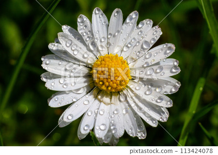White daisies flowers growing together on a green lawn. Floral spring background White daisies flowers growing together on a green lawn. Floral spring background 113424078