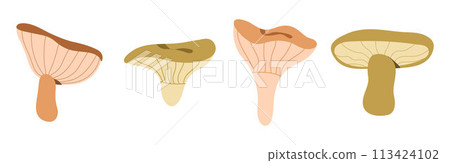 Mushroom set in hand drawing style. Forest Mushrooms, 113424102