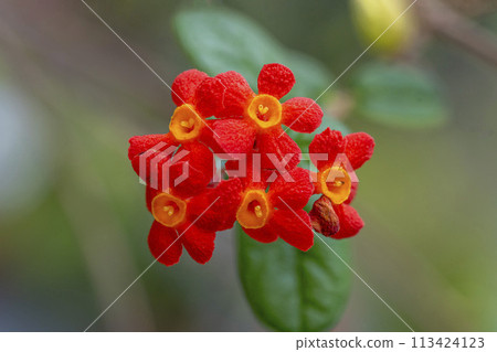 Transparent vermilion star-shaped petals with a yellow center. 113424123